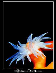 Orange Coral by Val Errens 